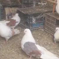 جم اصیل زنجان نیست در جهان