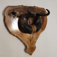 دیوار کوب،قوچ