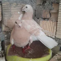 نرماده اهویی زرد
