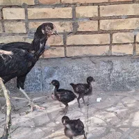مرغ لاری با جوجه و خروس برهما
