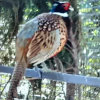 فروش تخم نطفه دار نژاد امریکایی  ساری ، جویبار