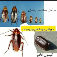 (شرکت سمپاشی تضمینی با32سال سابقه سم پاشی)|خدمات نظافت|زاهدان, |دیوار