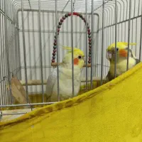 عروس هلندی نر