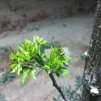 320-متر-4دیواری-نقد-و-چک