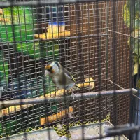 سهره ماده اماده