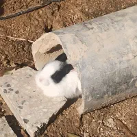 خرگوش|موش و خرگوش|بندر ماهشهر, |دیوار