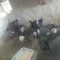 بوقلمون محلی