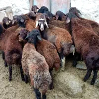 16 عدد بره ماده درجه یک