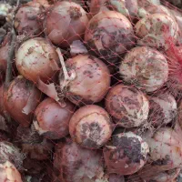 پیاز درجه یک