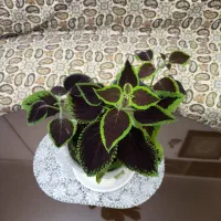 گل حسن یوسف زیبا پهن‌برگ