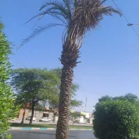 بهترین انتخاب نخل خرما هدف محیط زیست|خدمات باغبانی و درختکاری|اهواز, کارون|دیوار