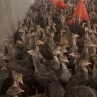 جوجه بوقلمون