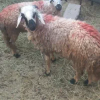 بره نر