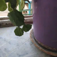 کاکتووس خرگوشی تک و خاص