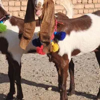 بزغاله ماده گوش بلند