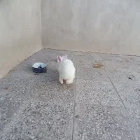 خرگوش نر|موش و خرگوش|زاهدان, |دیوار