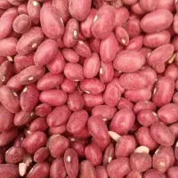 لوبیاقرمز ۲تن  چیتی ۶۰۰کیلو   درشت بفروش میرسد|خوردنی و آشامیدنی|شاهنجرین, |دیوار