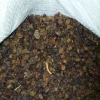 کشمش|عمده‌فروشی|ملایر, |دیوار