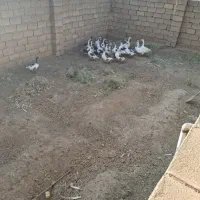 غاز محلی