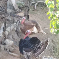 بوقلمون نر چاق چاق چاق|حیوانات مزرعه|مرند, |دیوار