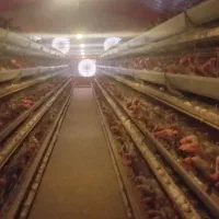 کارگر خانم مرغداری تخم‌گذار