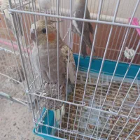 عروس هلندی