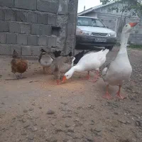 فروش غاز|حیوانات مزرعه|سنگر, |دیوار