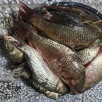 ست ماهیگیری قلاب سیم زنگوله سرب|ماهیگیری|خمینی‌شهر, |دیوار