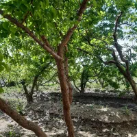 خونه-باغ-ویلا-پر-از-درخت-تهراندشت-سعیداباد