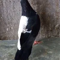 چپ دم سیاه نر و کله سفید سیاه ماده