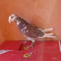 ابلغ سرخ نر