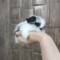 بچه خرگوش مینی لوپ لپ مینیاتوری اموزش دیده|موش و خرگوش|مشهد, هفده شهریور|دیوار