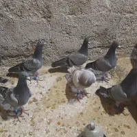 کبوتر ،جوجه مسافت بلند ۲۰۲۶|پرنده|شیروان (خراسان), |دیوار