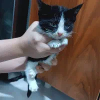 واگذاری بچه گربه|گربه|کرج, گوهردشت|دیوار