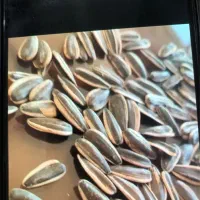 تخمه شور کن ( تخمه پز )