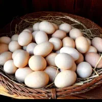 تخم مرغ محلی تمیز