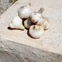 سیر|عمدهفروشی|کارزان, |دیوار