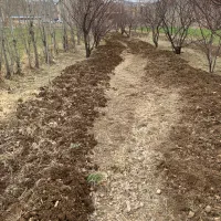 تیلر شخم با تیلر ۱۲ اسب پر قدرت  قوی و سم پاشی