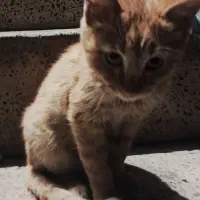 گوربه ببری|گربه|ارومیه, |دیوار