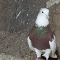 طوقی|پرنده|هرسین, |دیوار