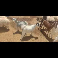 بره سفت چاق و بزغاله سفت چاق شیر مست کمور کم سن|حیوانات مزرعه|قاسم‌آباد (خواف), |دیوار