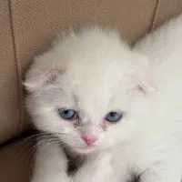 حیوانات|گربه|کرمان, |دیوار