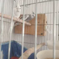 عروس هلندی آلبینو