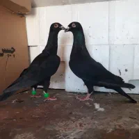 کبوتر زیل سیاها۱۵۰۰ بقیه ۶تا دونه ای ۳۰۰