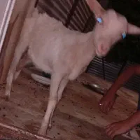 فروش 1عدد بز