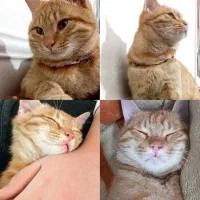 گربه نارنجی گمشده