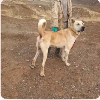 سگ سرابی اصیل