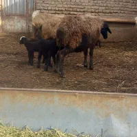 میش بردار|حیوانات مزرعه|بوئین زهرا, |دیوار