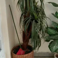 درختچه مصنوعی و گل مصنوعی