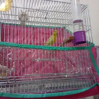 قناری نر مست